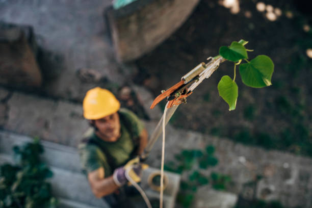  Three Lakes, WA Tree Service Pros